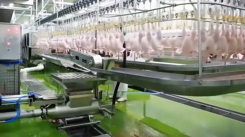 探秘现代化鸡肉加工厂 智能化机械如何重塑食品产业